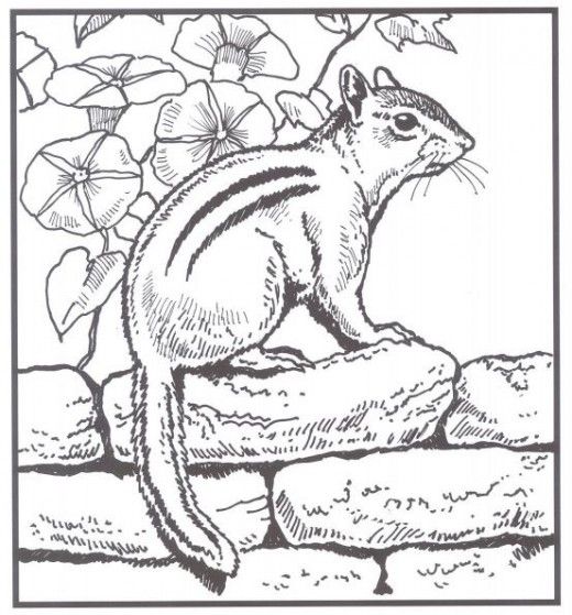 Backyard Animals And Nature Coloring Books Free Coloring Pages 520x559 Backyard Animals And Nature Coloring Books Free Coloring Pages