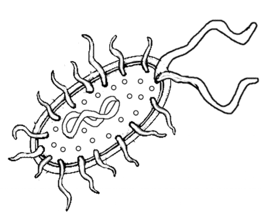 Bacteria Sketch Coloring Page