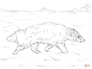 300x225 New Badger Coloring Page