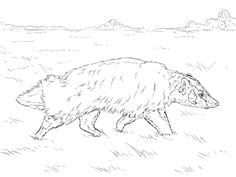 236x177 American Badger Coloring Page Badgers Kindergarten