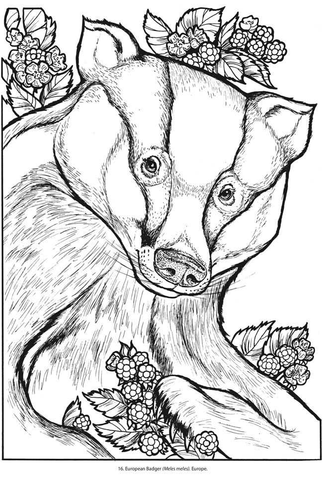 650x960 Honey Badger Pre Workout Coloring Pages