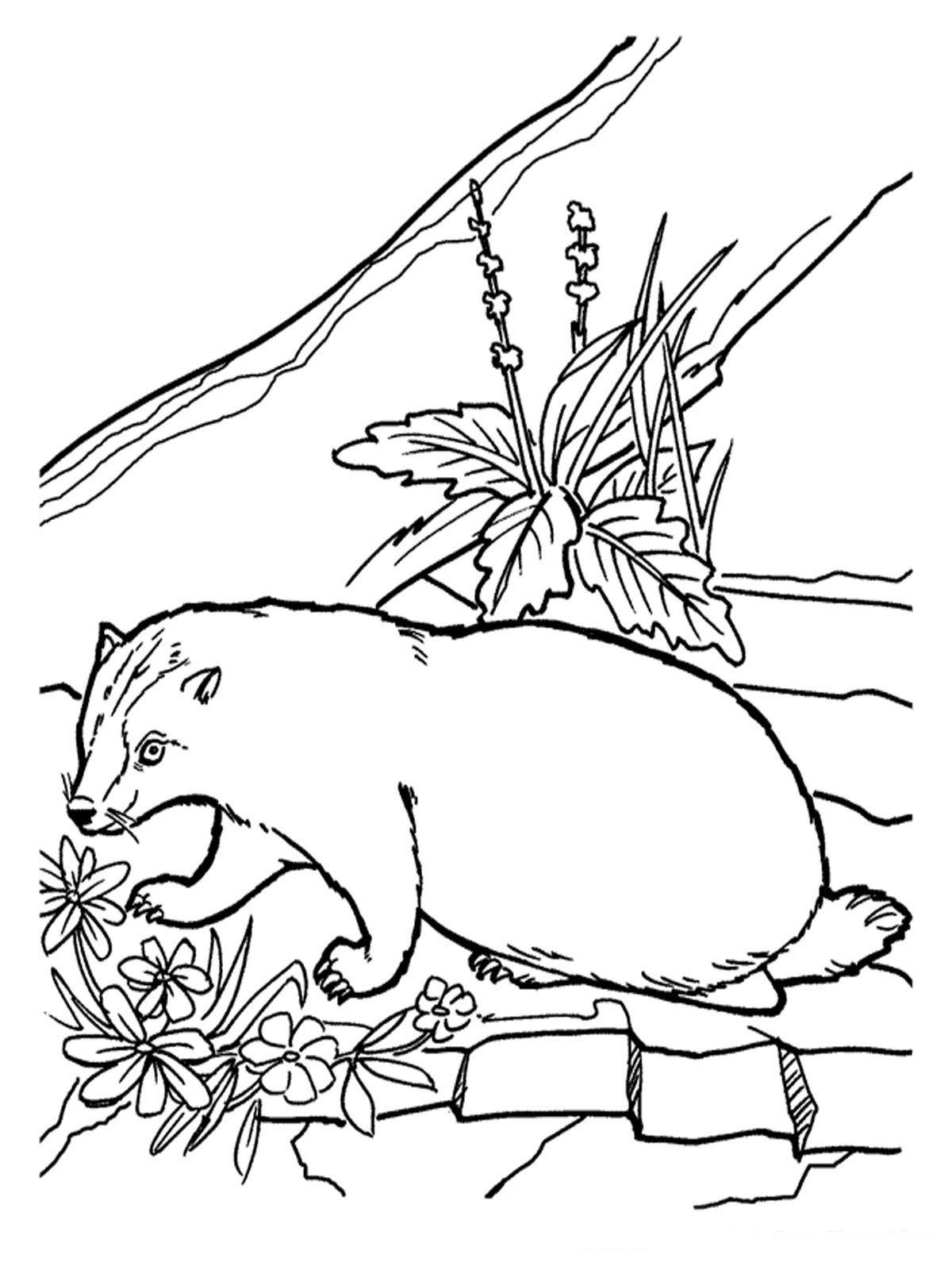 1200x1600 Badger Coloring Pages