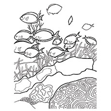230x230 Top 10 Coral Coloring Pages For Toddler