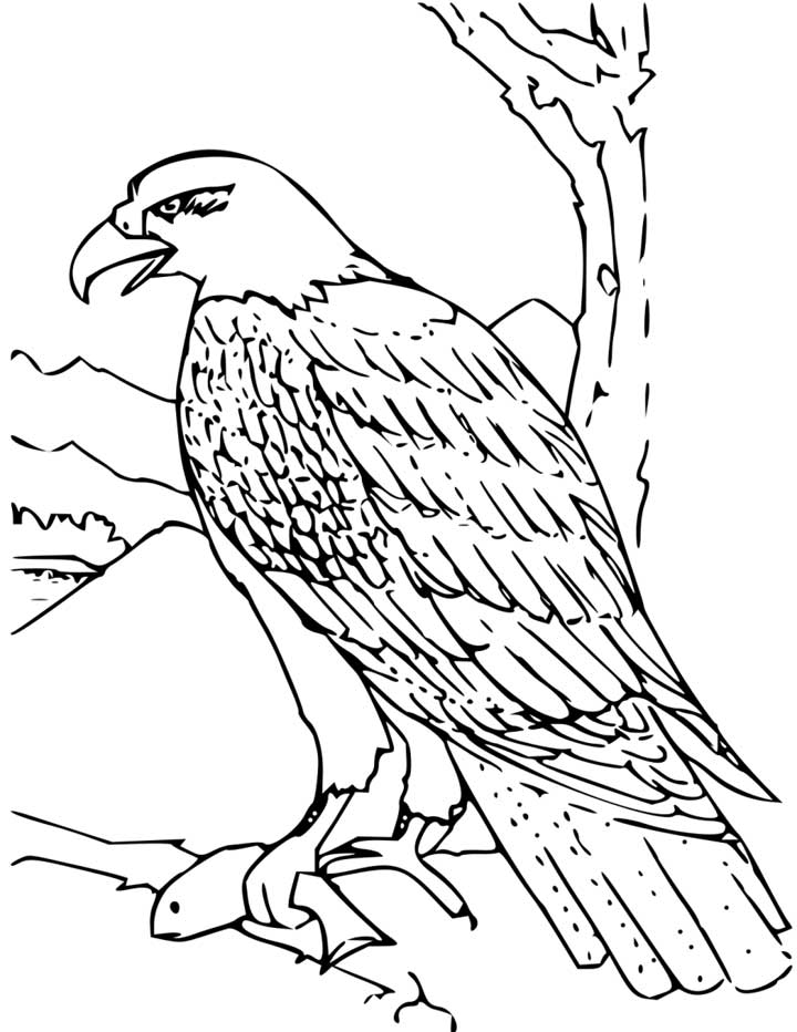 Bald Eagle Coloring Page For Kids 720x932 Bald Eagle Coloring Page For Kids