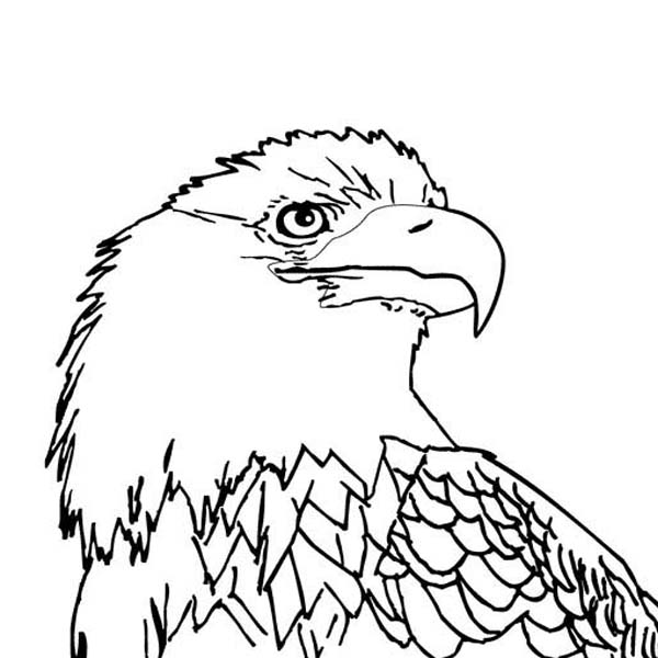 Bald Eagle With Smooth Feather Coloring Page 600x600 Bald Eagle With Smooth Feather Coloring Page
