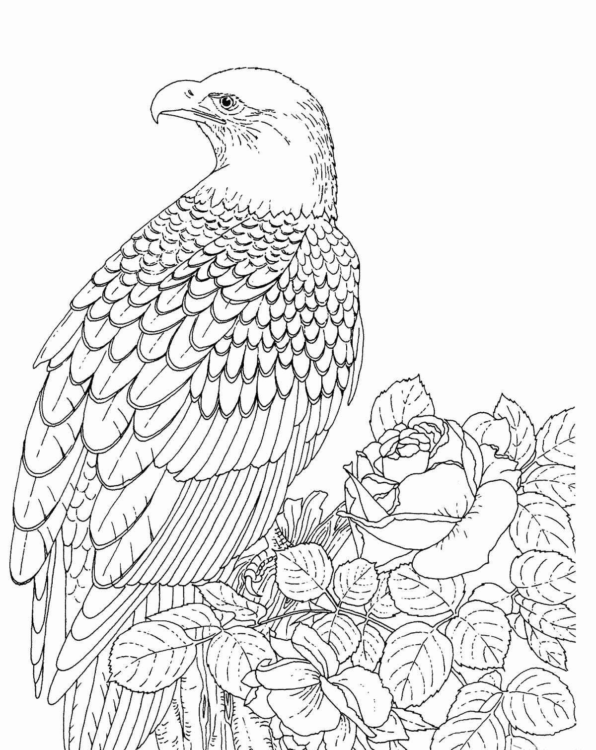 Free Printable Bald Eagle Coloring Pages For Kids 1200x1510 Free Printable Bald Eagle Coloring Pages For Kids