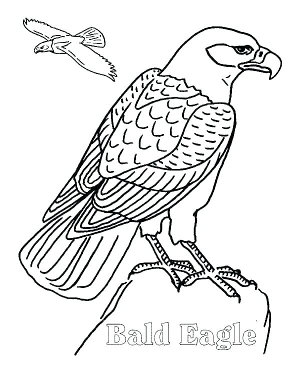 Philadelphia Eagles Coloring Pages Coloring Pages Of Eagles 600x776 Philadelphia Eagles Coloring Pages Coloring Pages Of Eagles
