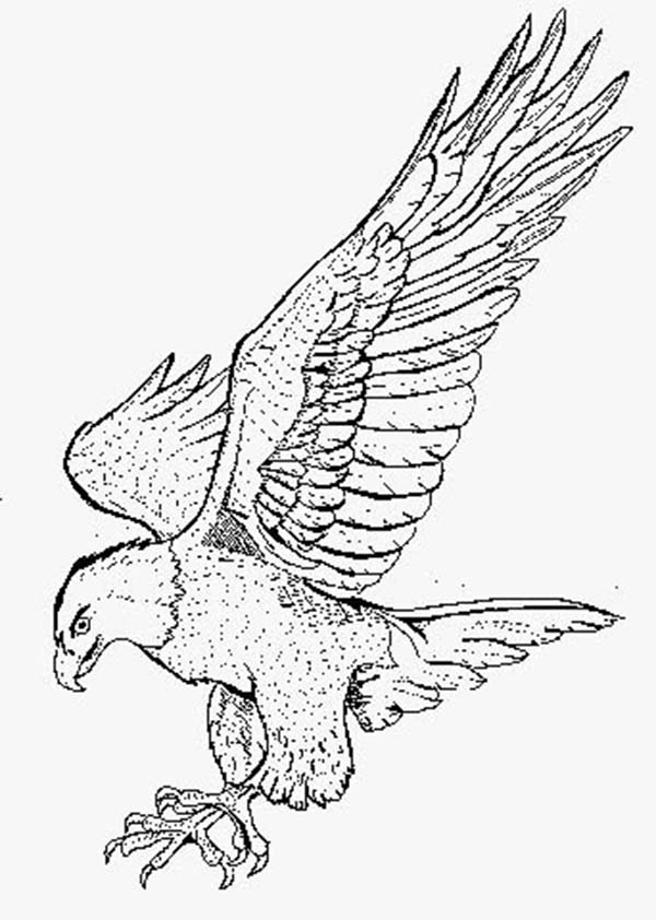 Smooth Landing Bald Eagle Coloring Page 600x842 Smooth Landing Bald Eagle Coloring Page