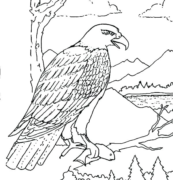Eagle Coloring Page 600x622 Eagle Coloring Page