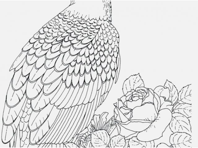 Bald Eagle Coloring Page Pics Perched Golden Eagle Bald Coloring 640x480 Bald Eagle Coloring Page Pics Perched Golden Eagle Bald Coloring