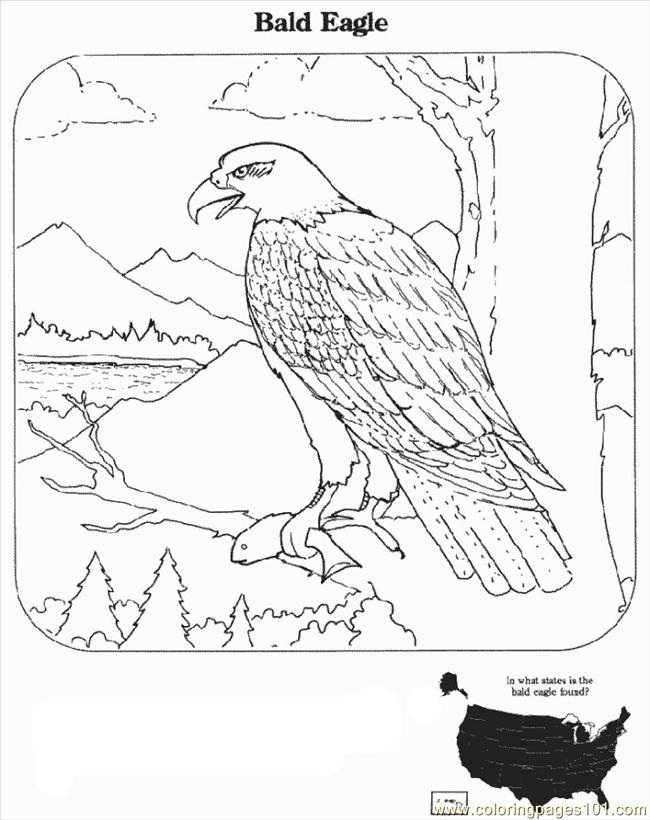 Bald Eagle Coloring Pages Printable