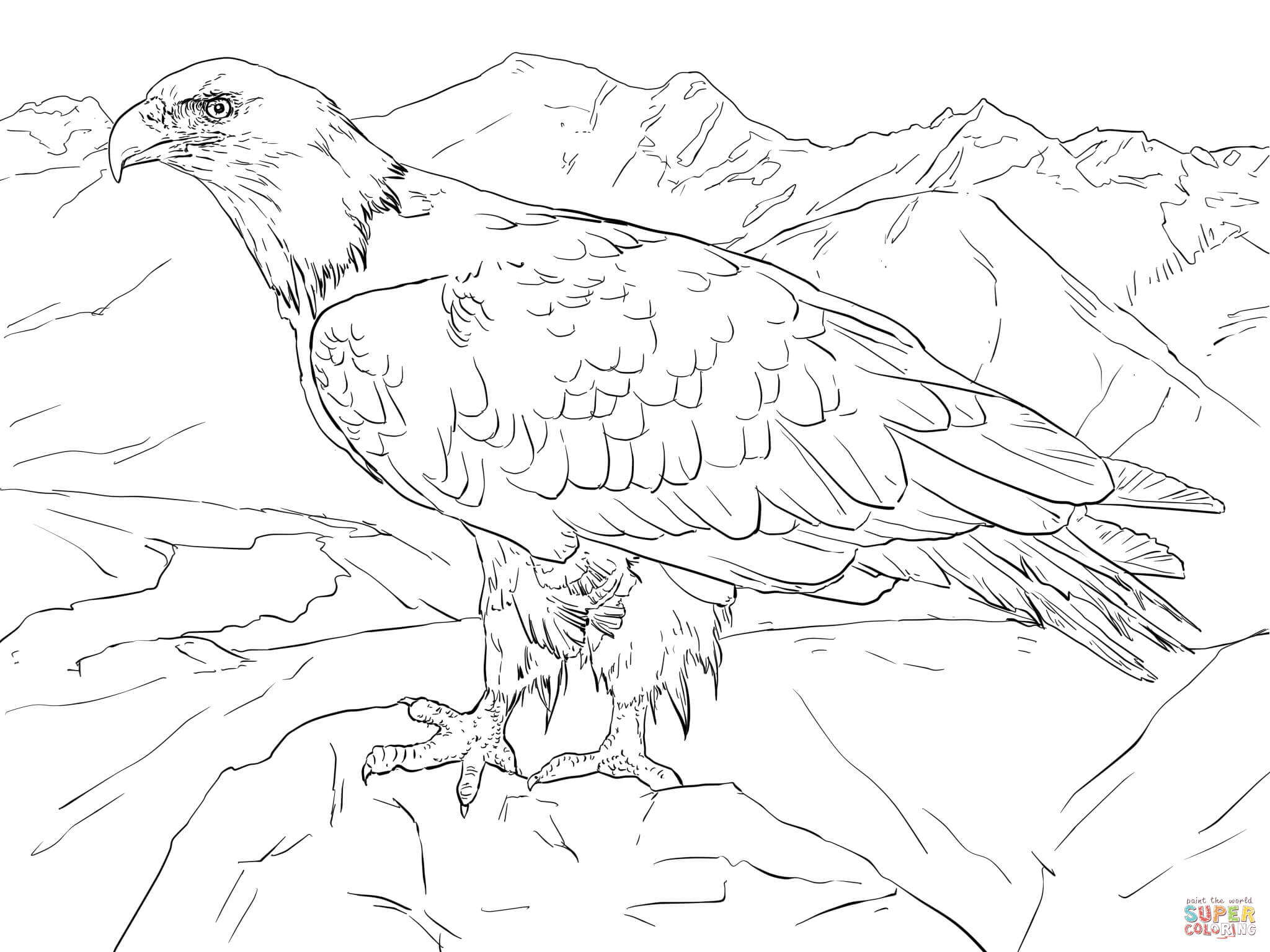 2048x1536 Bald Eagle Clipart Coloring Book
