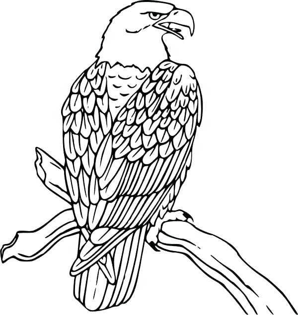 600x635 Coloring Pictures Of Eagles Eagles Coloring Pages Bald Eagle Is