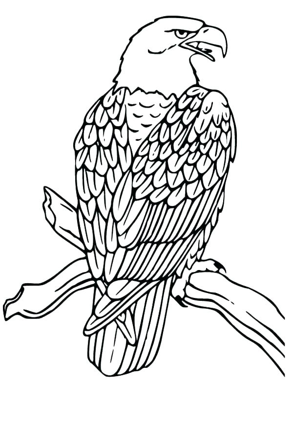 600x879 Eagle Coloring Pages Eagle Coloring Pages Bald Eagle Coloring