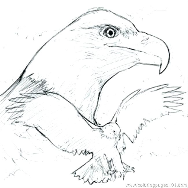 650x650 Eagle Coloring Pages Printable Eagle Coloring Pages Animal Birds