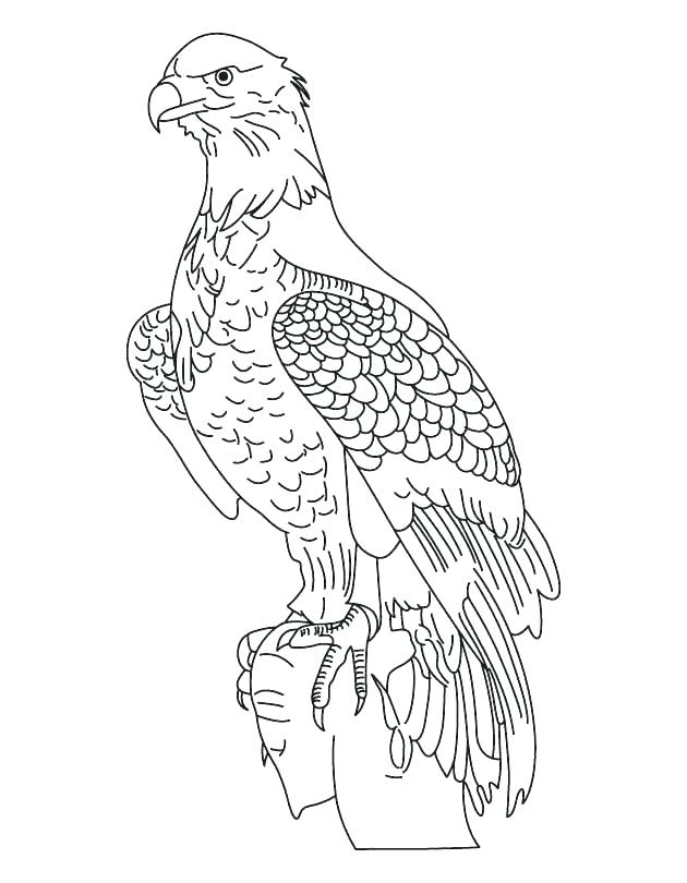 630x810 X Coloring Pages Fresh Bald Eagle Coloring Pages Online X Coloring