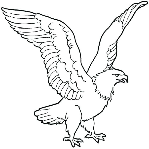 600x600 Bald Eagle Coloring Page Coloring Pages Of Eagles Bald Eagle