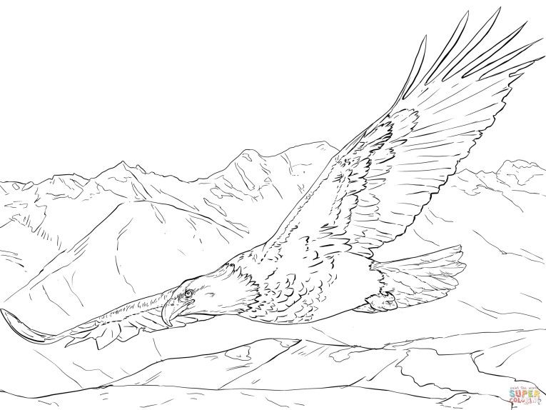 765x574 Bald Eagle Coloring Page Free Coloring Pages For Kids Printables