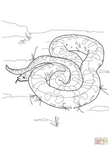 Ball Python Download Coloring Page 225x300 Ball Python Download Coloring Page
