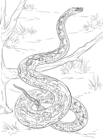 Snakes Coloring Pages Free Coloring Pages Ball Python Coloring 360x480 Snakes Coloring Pages Free Coloring Pages Ball Python Coloring