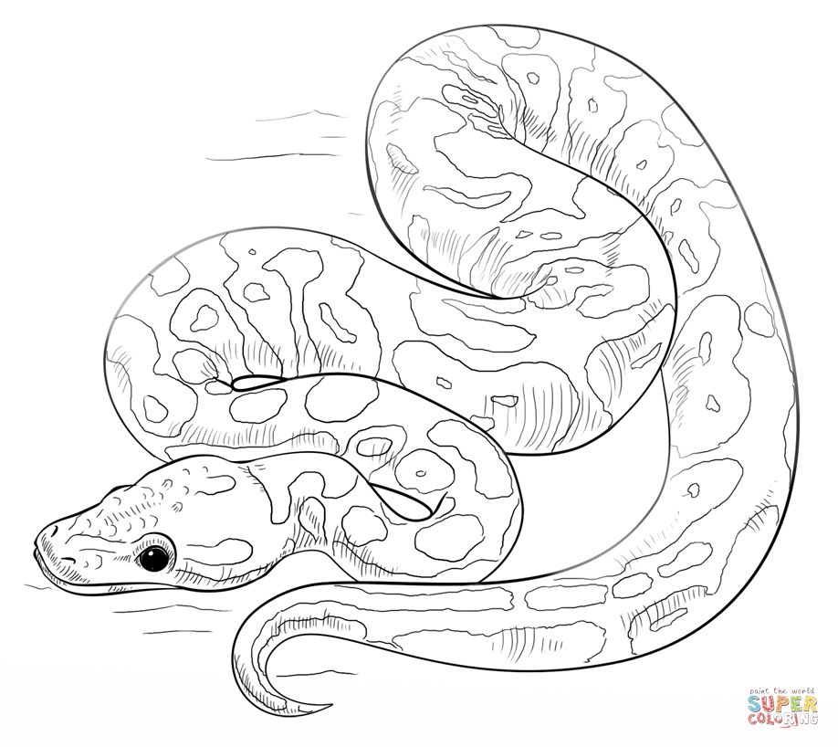 Unique Snakes Coloring Pages Ball Python Coloring Page At Snakes 918x818 Unique Snakes Coloring Pages Ball Python Coloring Page At Snakes