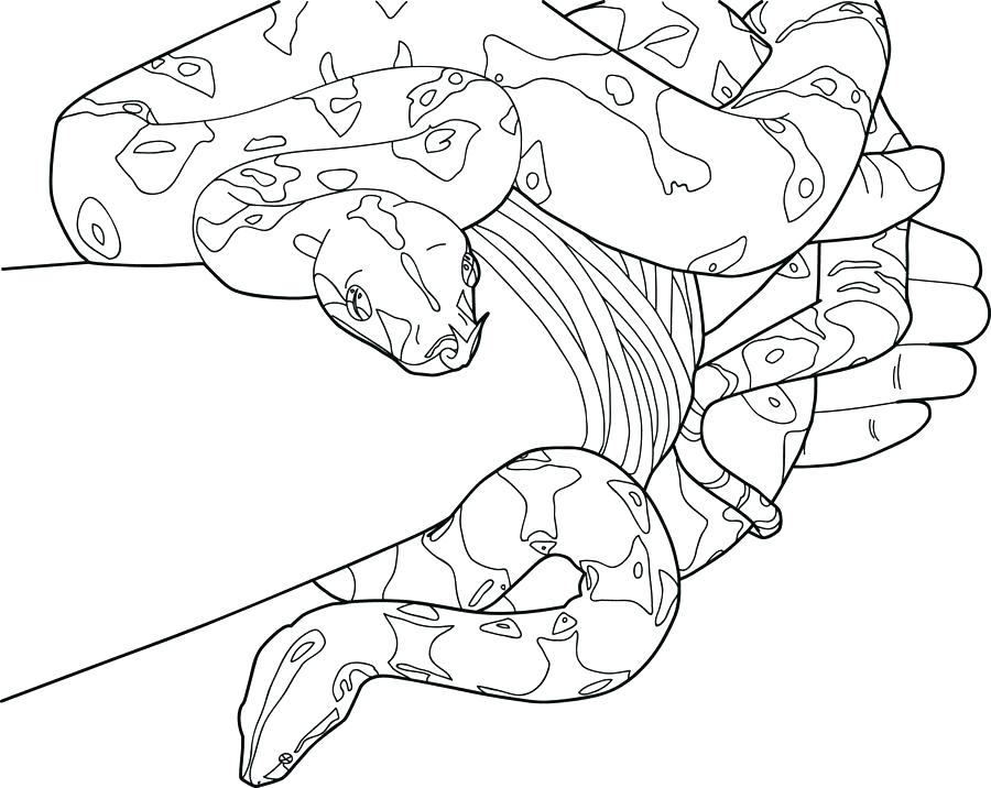 Ball Python Coloring Pages at GetColorings.com | Free printable ...
