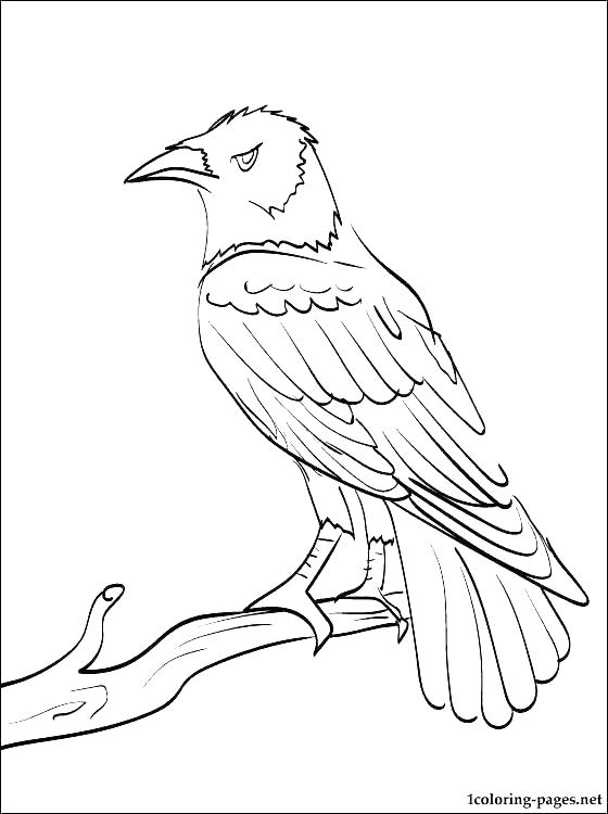 560x750 Baltimore Ravens Coloring Pages