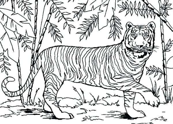 600x431 Forest Coloring Pages Coloring Pages Forest Forest Coloring Page