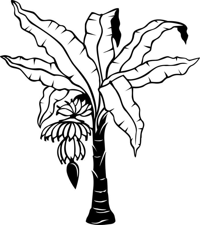 694x784 Banana Leaf Coloring Page Banana Tree Drawing Google Search