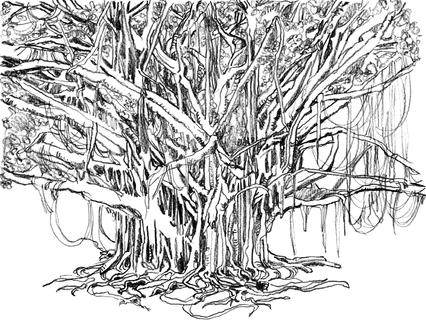 880x660 Banyan Tree By Greatbigfan