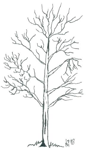 Bare Tree Coloring Page Tree Coloring Pages Fall Tree Coloring 300x509 Bare Tree Coloring Page Tree Coloring Pages Fall Tree Coloring