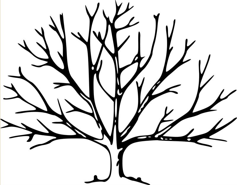 Bare Tree Coloring Page Bare Tree Template Free Download Clip Art 800x626 Bare Tree Coloring Page Bare Tree Template Free Download Clip Art