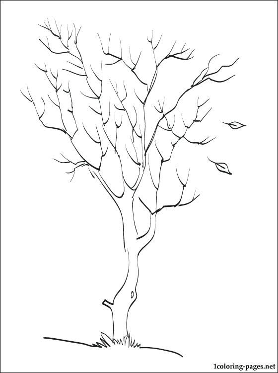 Tree Coloring Pages Autumn Tree Coloring Page Bare Tree Coloring 560x750 Tree Coloring Pages Autumn Tree Coloring Page Bare Tree Coloring