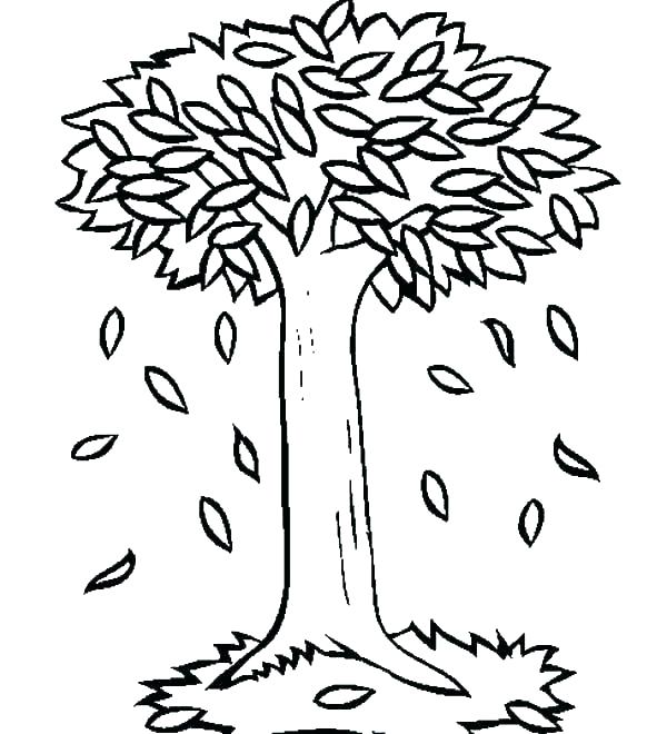 Trees Outline Drawings Bare Tree Coloring Page 600x660 Trees Outline Drawings Bare Tree Coloring Page
