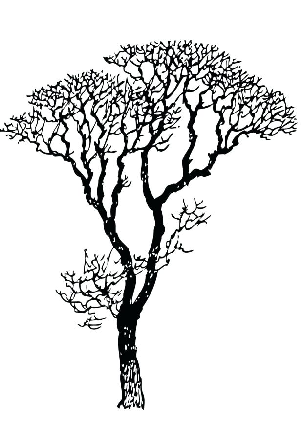 Unique Bare Tree Coloring Page And Tree Coloring Pages Bare Color 620x875 Unique Bare Tree Coloring Page And Tree Coloring Pages Bare Color