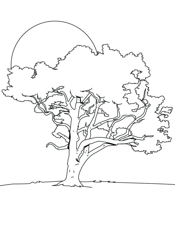 Bare Tree Coloring Page Oak Tree In The Night Coloring Page Bare 600x776 Bare Tree Coloring Page Oak Tree In The Night Coloring Page Bare
