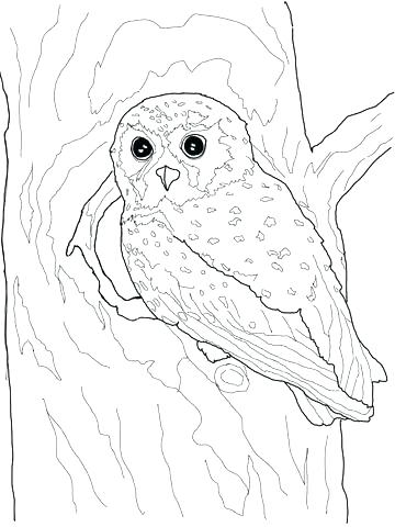 Baby Owl Printable Template Printable Coloring Barn Owl Coloring 360x480 Baby Owl Printable Template Printable Coloring Barn Owl Coloring