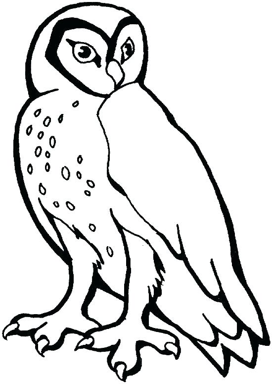 Barn Owl Coloring Page Pages Printable Murs 550x775 Barn Owl Coloring Page Pages Printable Murs