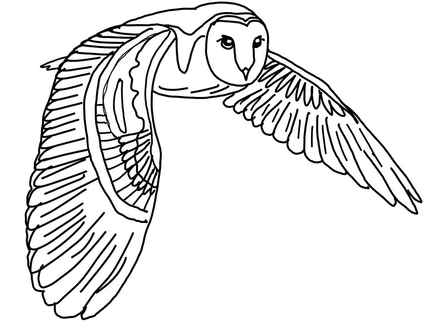 Barn Owl Coloring Pages 856x635 Barn Owl Coloring Pages