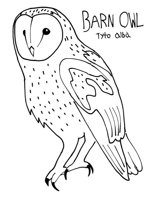 Barn Owl Coloring Pages 600x750 Barn Owl Coloring Pages