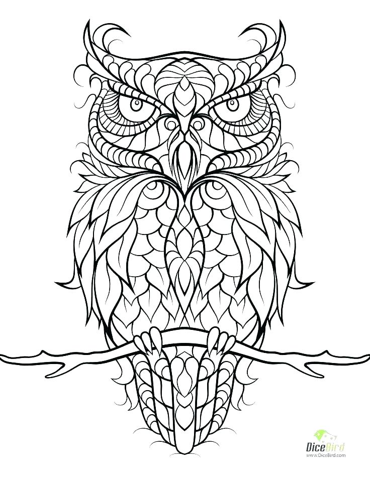 Barn Owl Coloring Pages Printable Owls Sheets Of C Fuhrer Von 736x952 Barn Owl Coloring Pages Printable Owls Sheets Of C Fuhrer Von