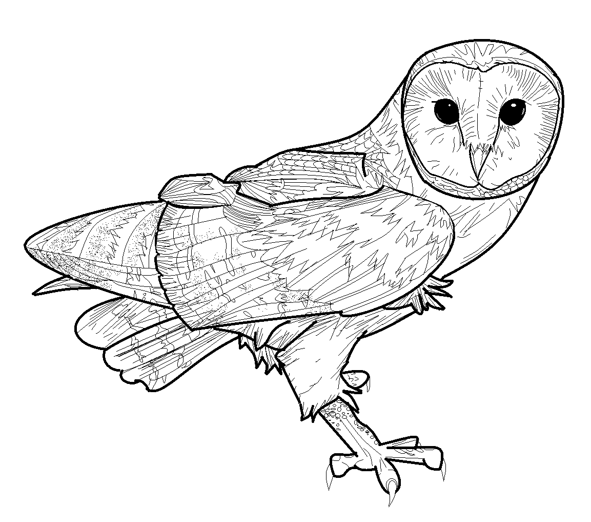 Barn Owl Coloring Pages 1153x1017 Barn Owl Coloring Pages