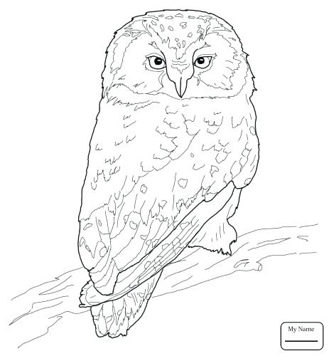 Coloring Pages Coloring Pages Owls With Coloring Medium Size 463x500 Coloring Pages Coloring Pages Owls With Coloring Medium Size