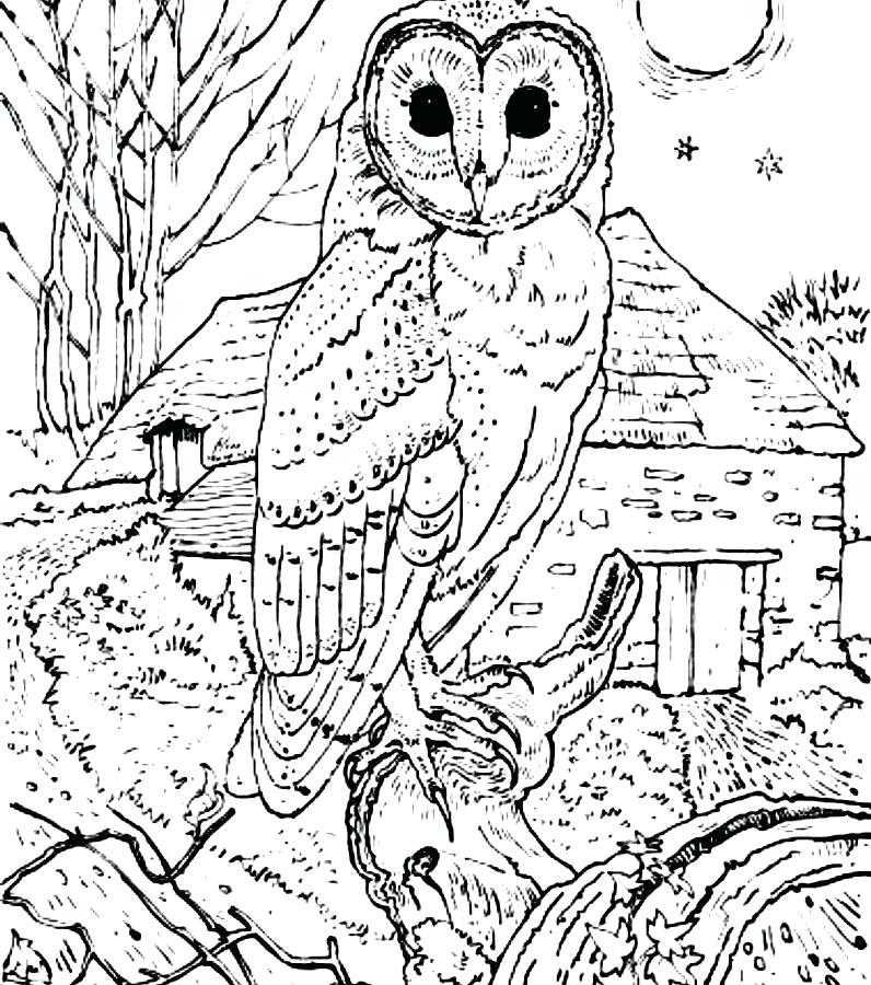 Barn Owl Coloring Page at GetColorings.com | Free printable colorings ...