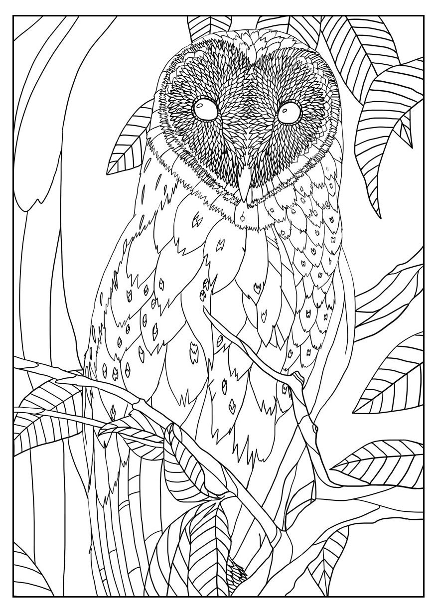 Free Coloring Page Coloring Adult Barn Owl By Mizu. Exclusive 877x1236 Free Coloring Page Coloring Adult Barn Owl By Mizu. Exclusive