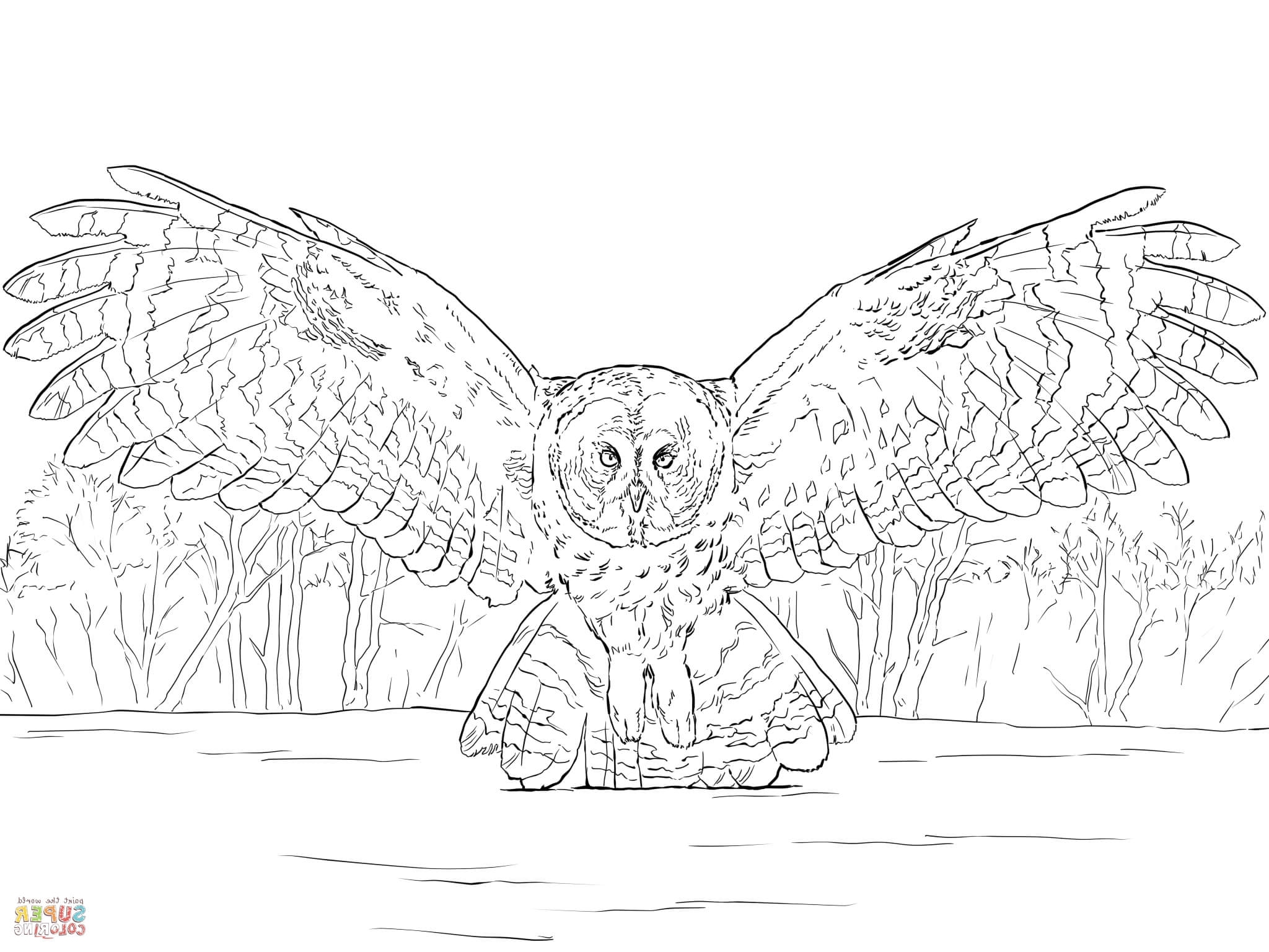 Great Gray Owl Coloring Page Barn Owl Coloring Page Gallery Photos 2048x1536 Great Gray Owl Coloring Page Barn Owl Coloring Page Gallery Photos