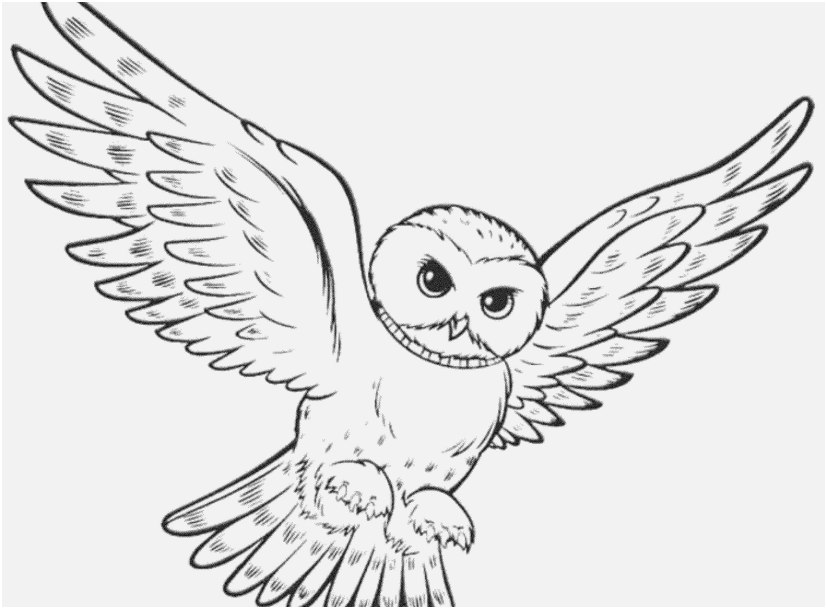 The Superior Pictures Printable Owl Coloring Pages Most Efficient 827x609 The Superior Pictures Printable Owl Coloring Pages Most Efficient
