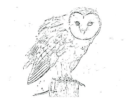 Unique Barn Owl Coloring Page And Pages Printable To Print Animal 450x347 Unique Barn Owl Coloring Page And Pages Printable To Print Animal