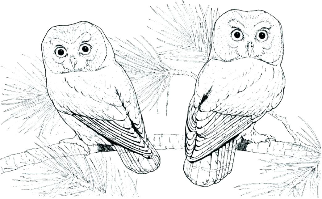 Barn Owl Coloring Page Barn Owl Coloring Pages Printable Large 1043x644 Barn Owl Coloring Page Barn Owl Coloring Pages Printable Large