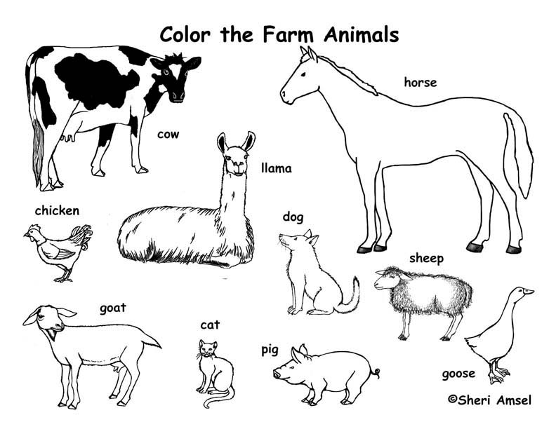 792x612 Farm Animals Coloring Page